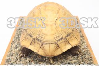 turtle 0054